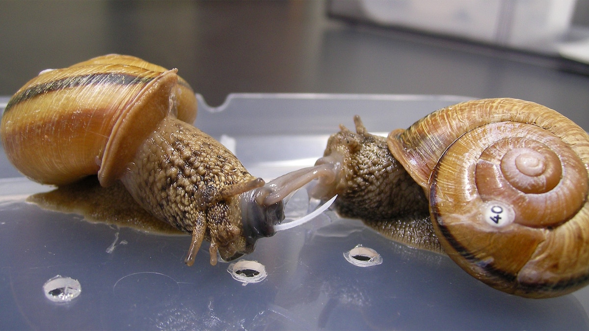 Detail Pic Of A Snail Nomer 37