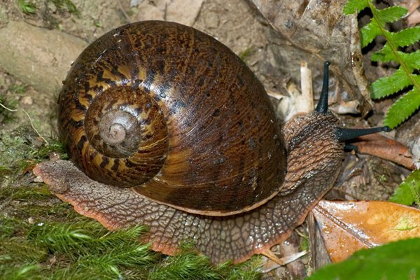 Detail Pic Of A Snail Nomer 38