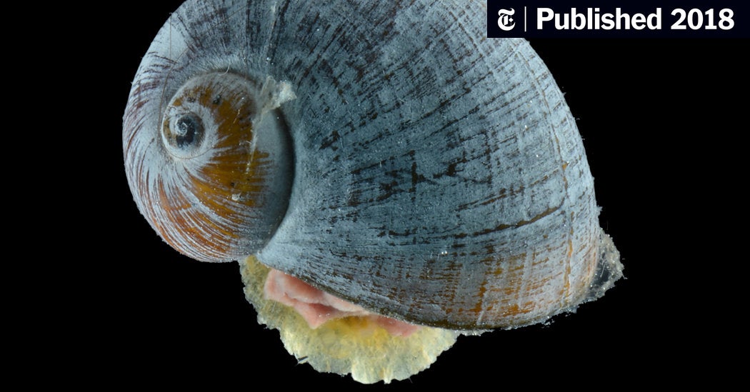 Detail Pic Of A Snail Nomer 40