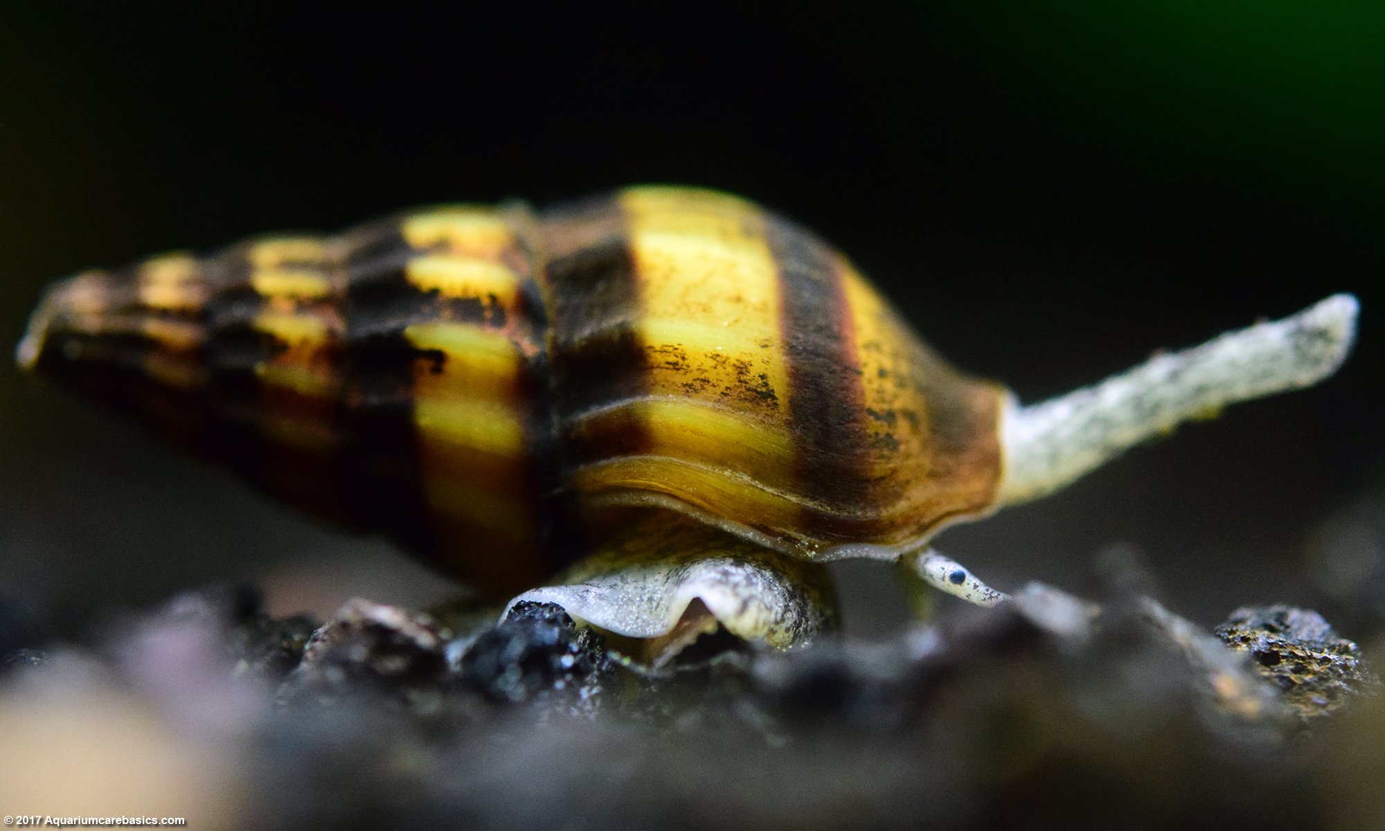 Detail Pic Of A Snail Nomer 41