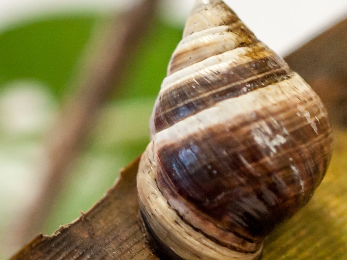 Detail Pic Of A Snail Nomer 42
