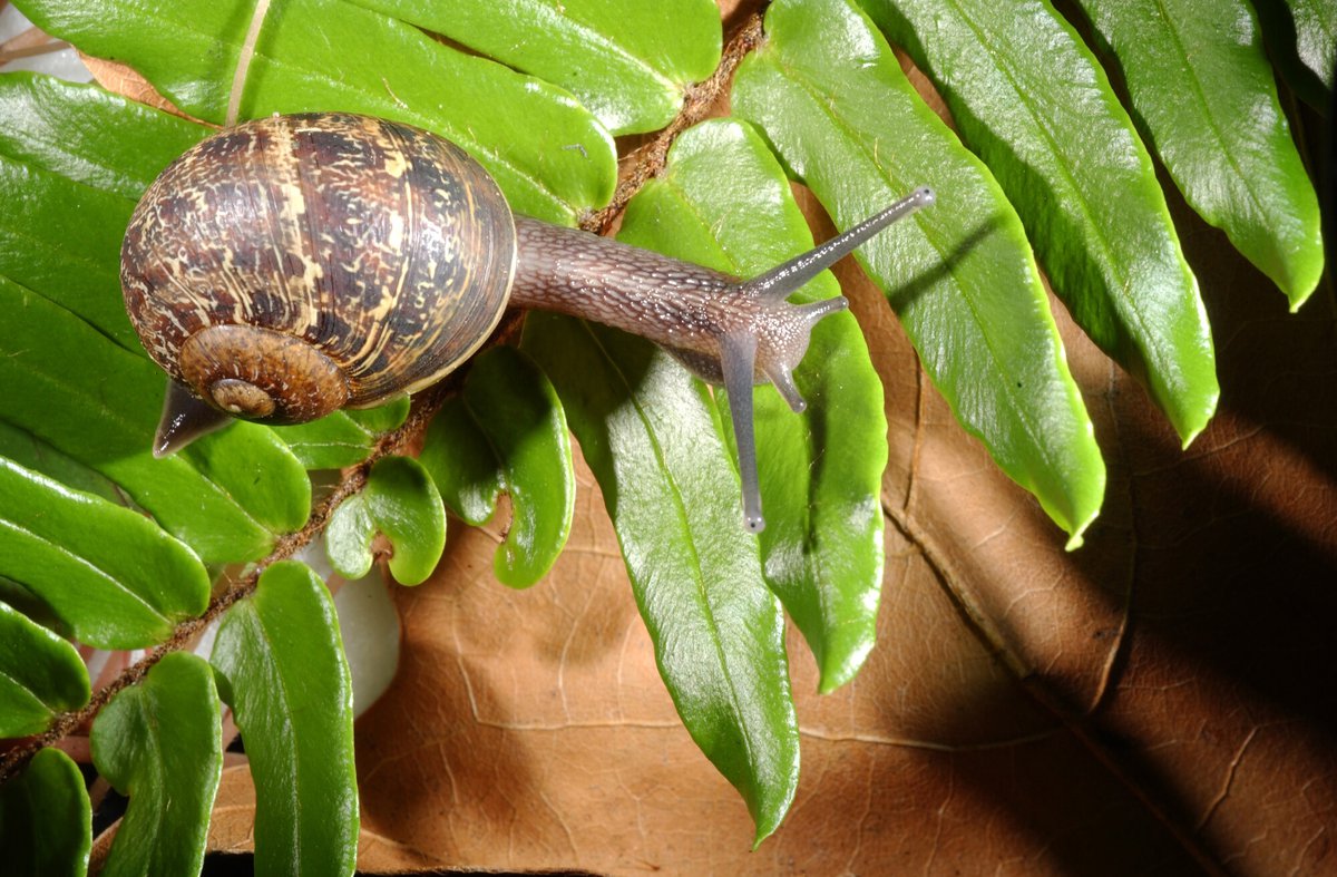 Detail Pic Of A Snail Nomer 44