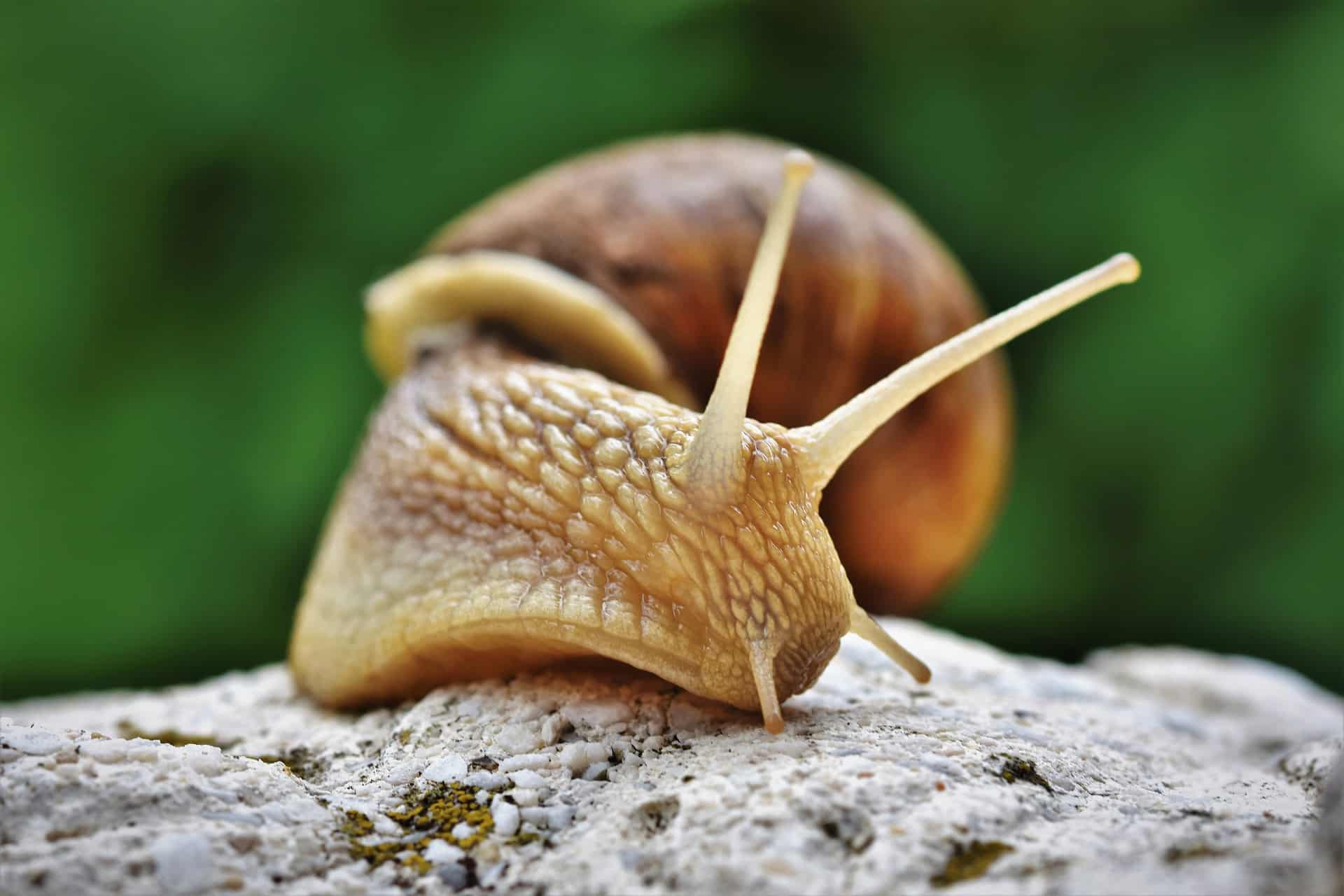 Detail Pic Of A Snail Nomer 46