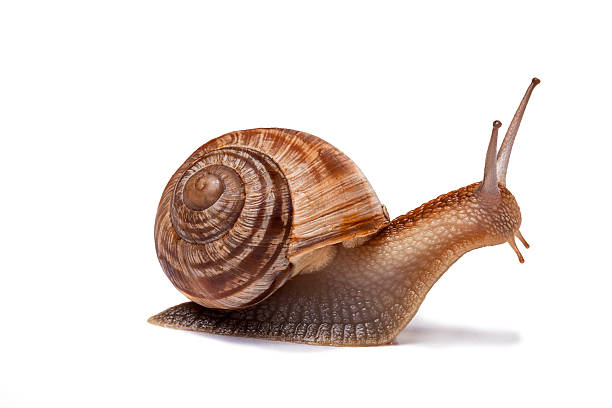 Detail Pic Of A Snail Nomer 6
