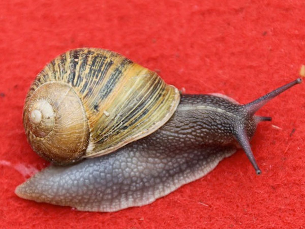 Detail Pic Of A Snail Nomer 47