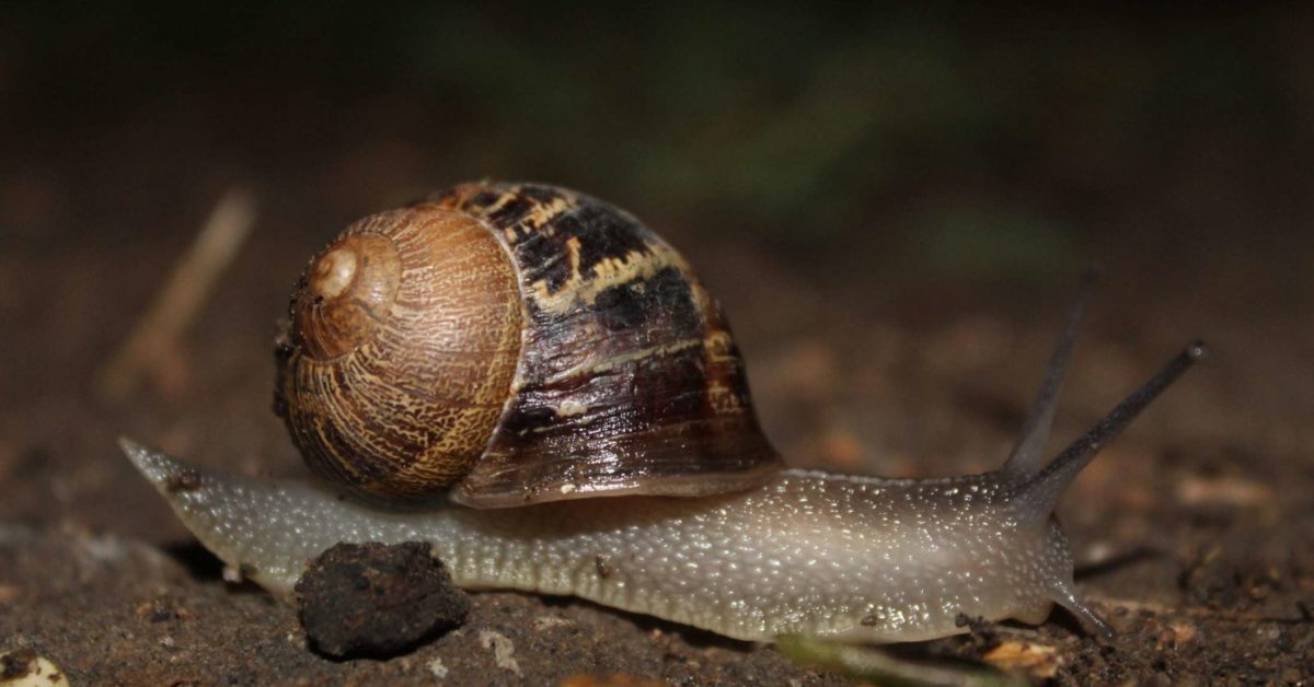 Detail Pic Of A Snail Nomer 48