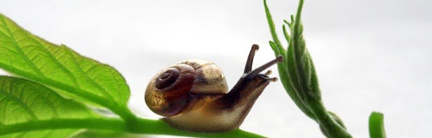 Detail Pic Of A Snail Nomer 49