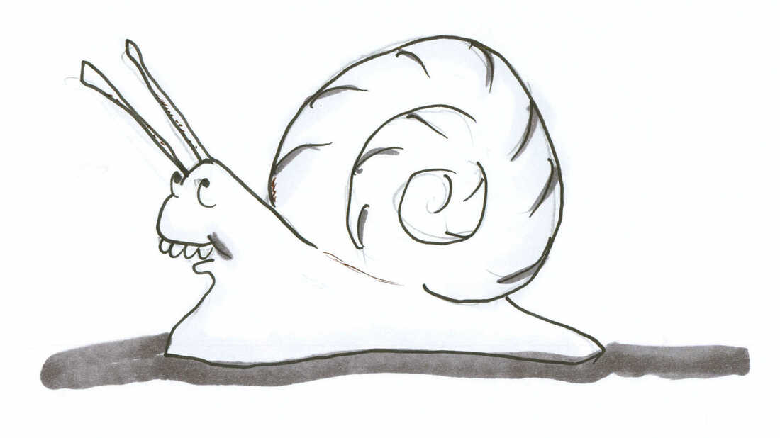 Detail Pic Of A Snail Nomer 50