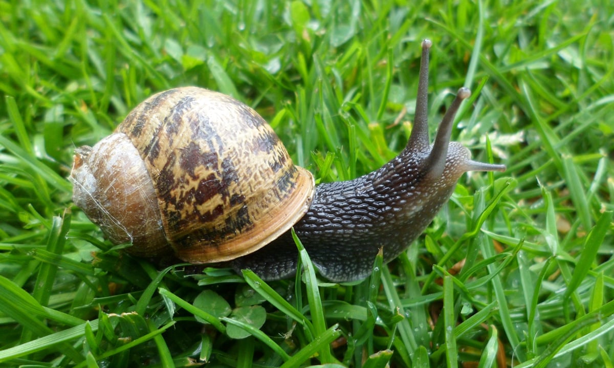Detail Pic Of A Snail Nomer 51