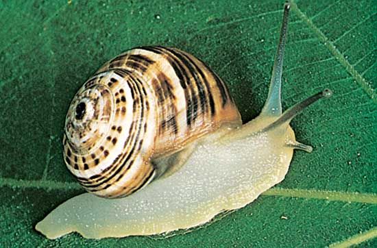 Detail Pic Of A Snail Nomer 52