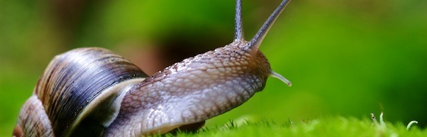 Detail Pic Of A Snail Nomer 53
