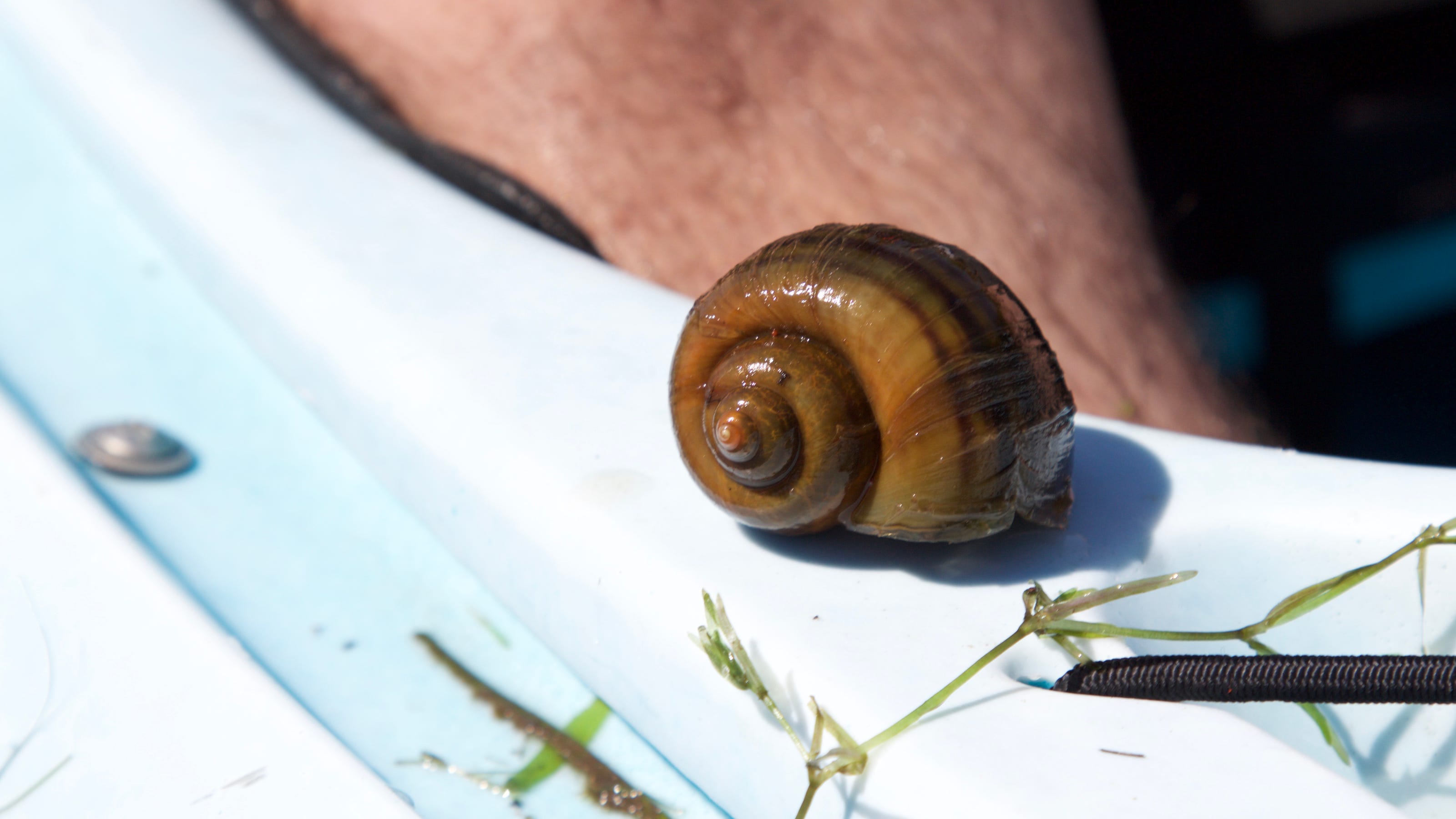 Detail Pic Of A Snail Nomer 56
