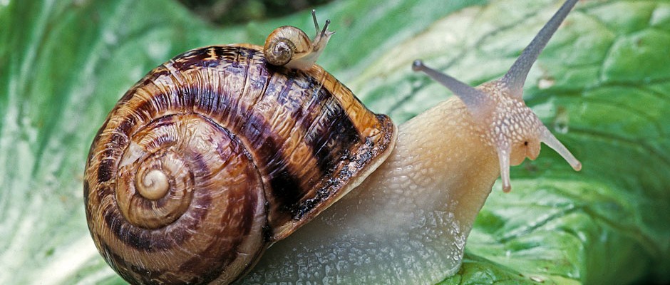 Detail Pic Of A Snail Nomer 7