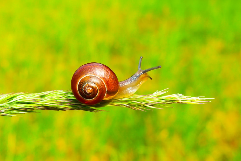 Detail Pic Of A Snail Nomer 8