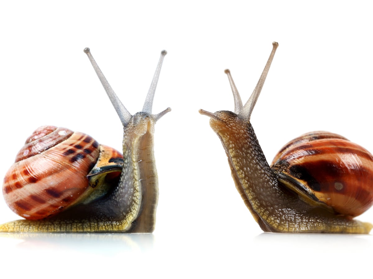 Detail Pic Of A Snail Nomer 9