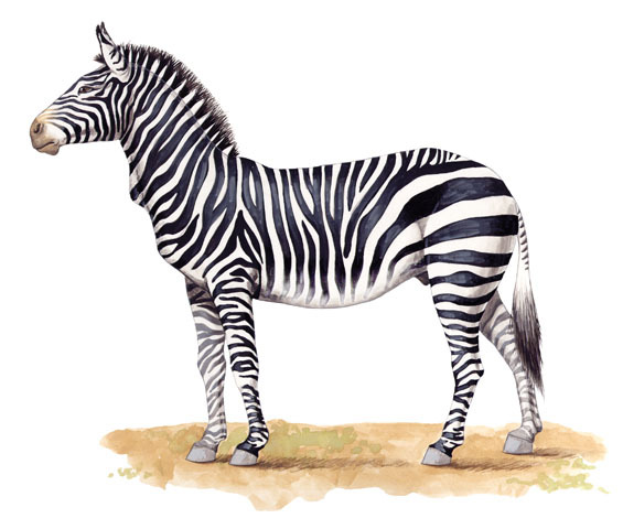 Detail Pic Of A Zebra Nomer 12