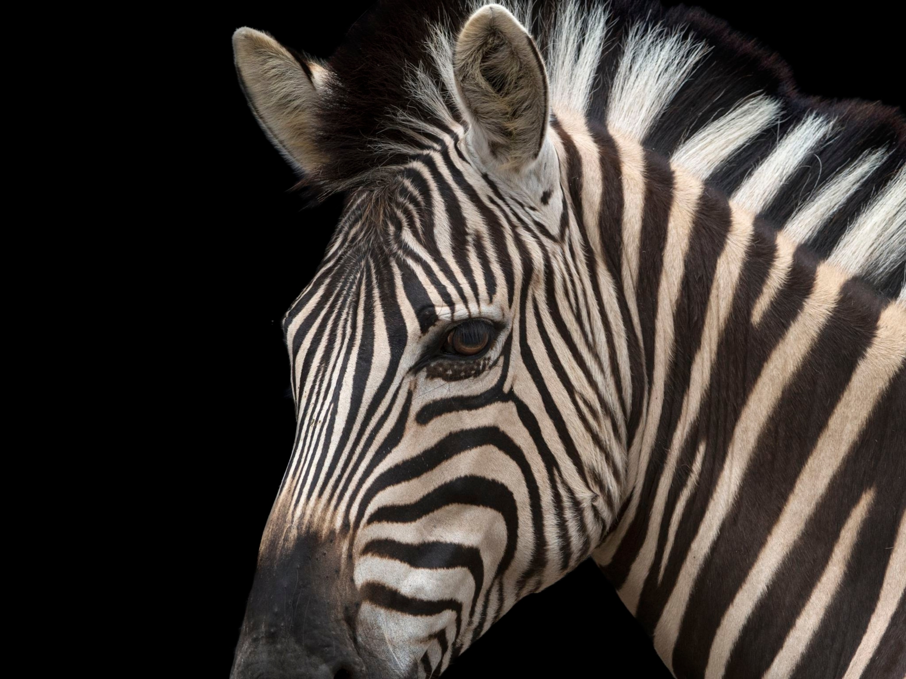 Detail Pic Of A Zebra Nomer 14