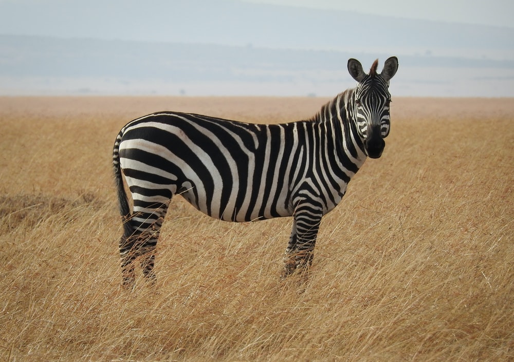 Detail Pic Of A Zebra Nomer 29