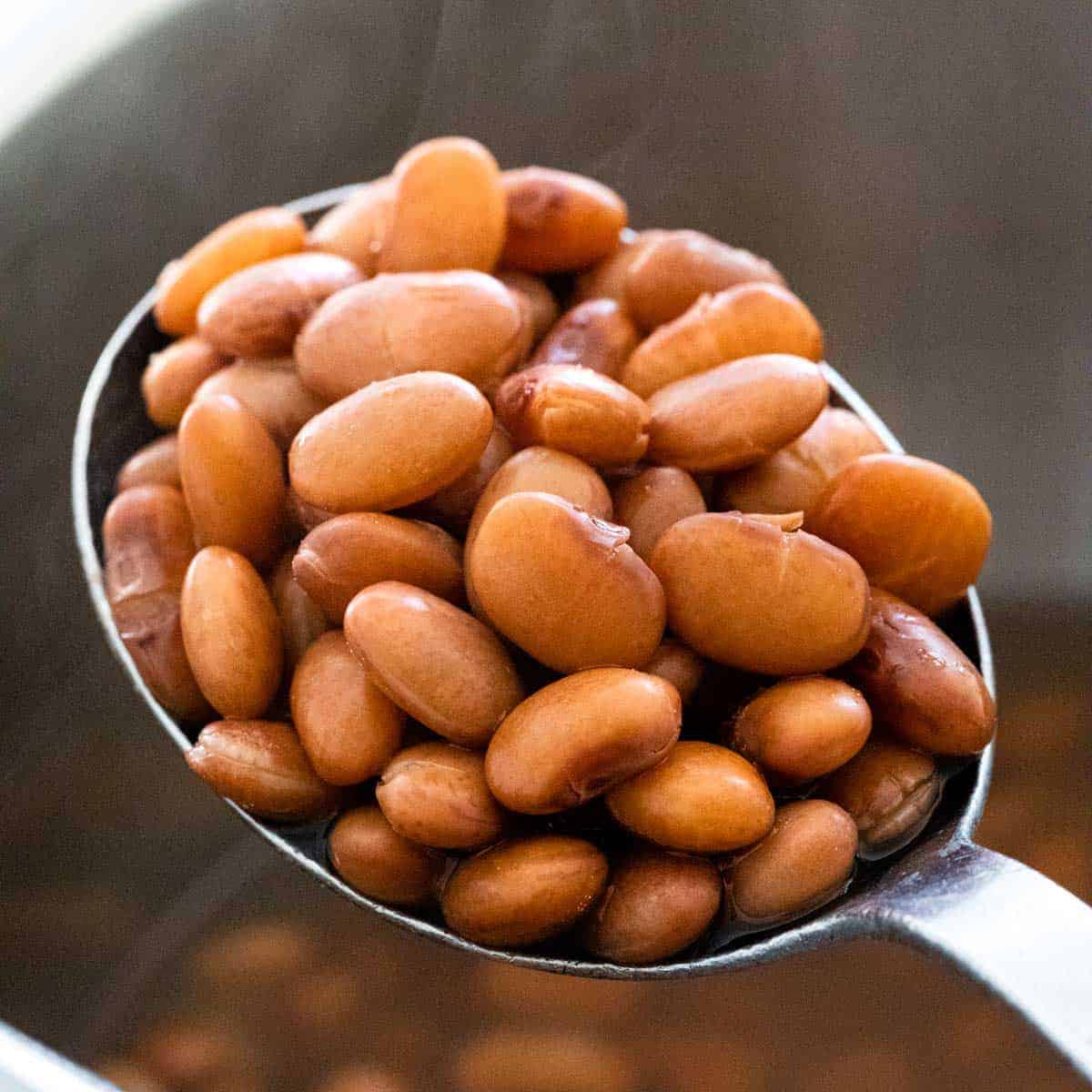 Detail Pic Of Beans Nomer 19