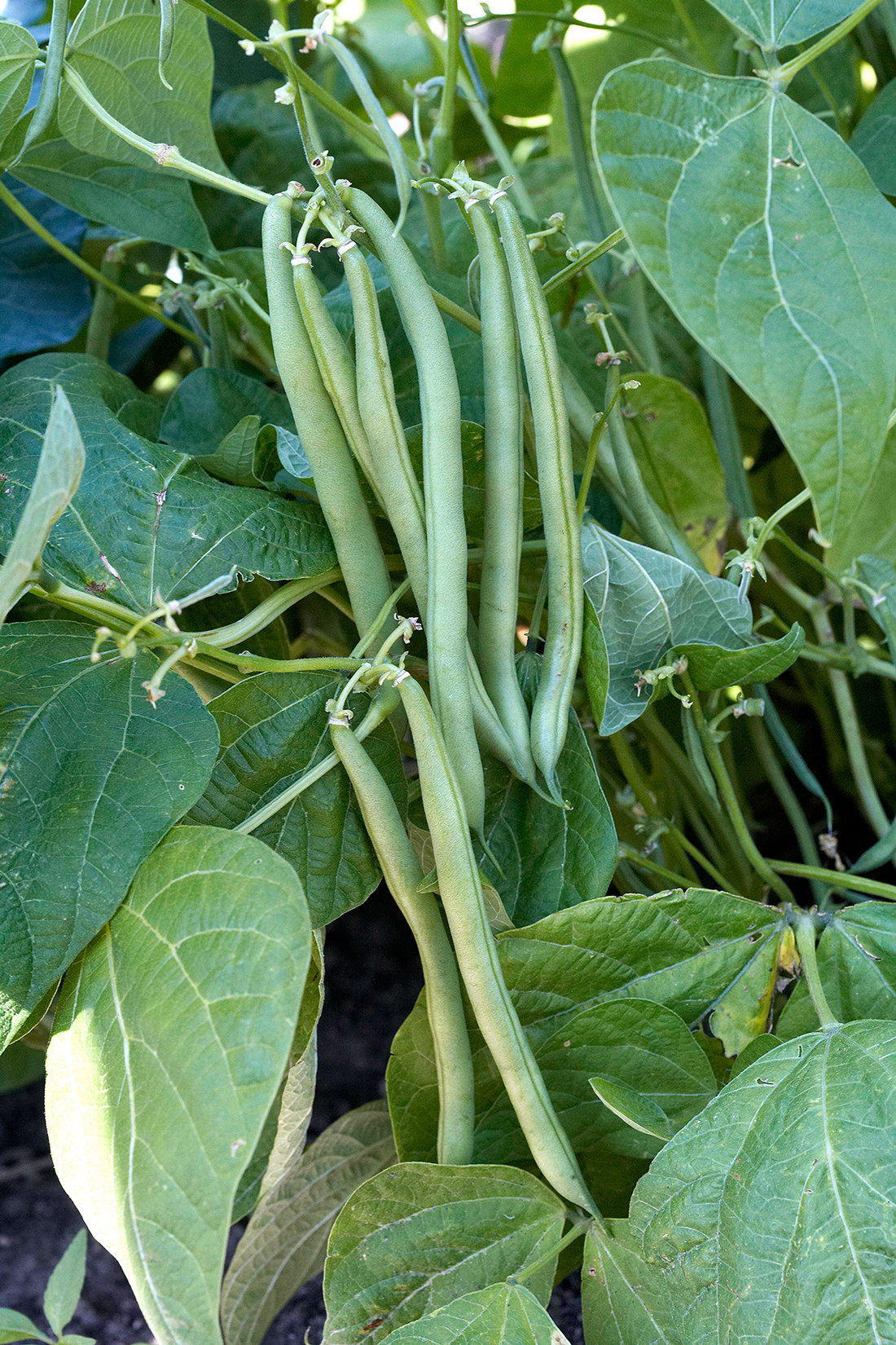 Detail Pic Of Beans Nomer 48