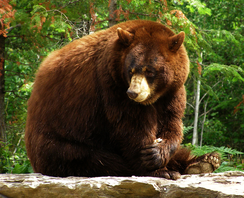 Detail Pic Of Bears Nomer 34