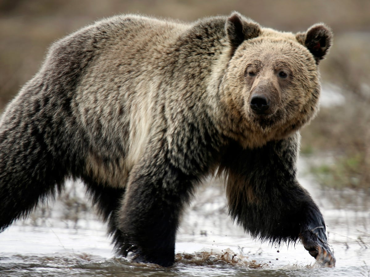 Detail Pic Of Bears Nomer 8