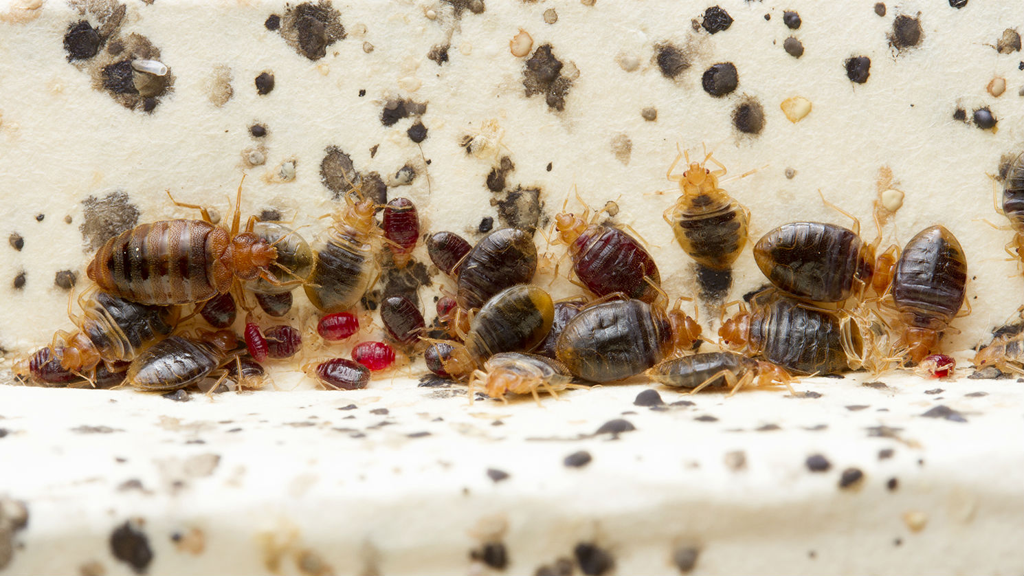 Detail Pic Of Bedbugs Nomer 13