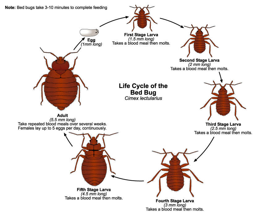 Detail Pic Of Bedbugs Nomer 34