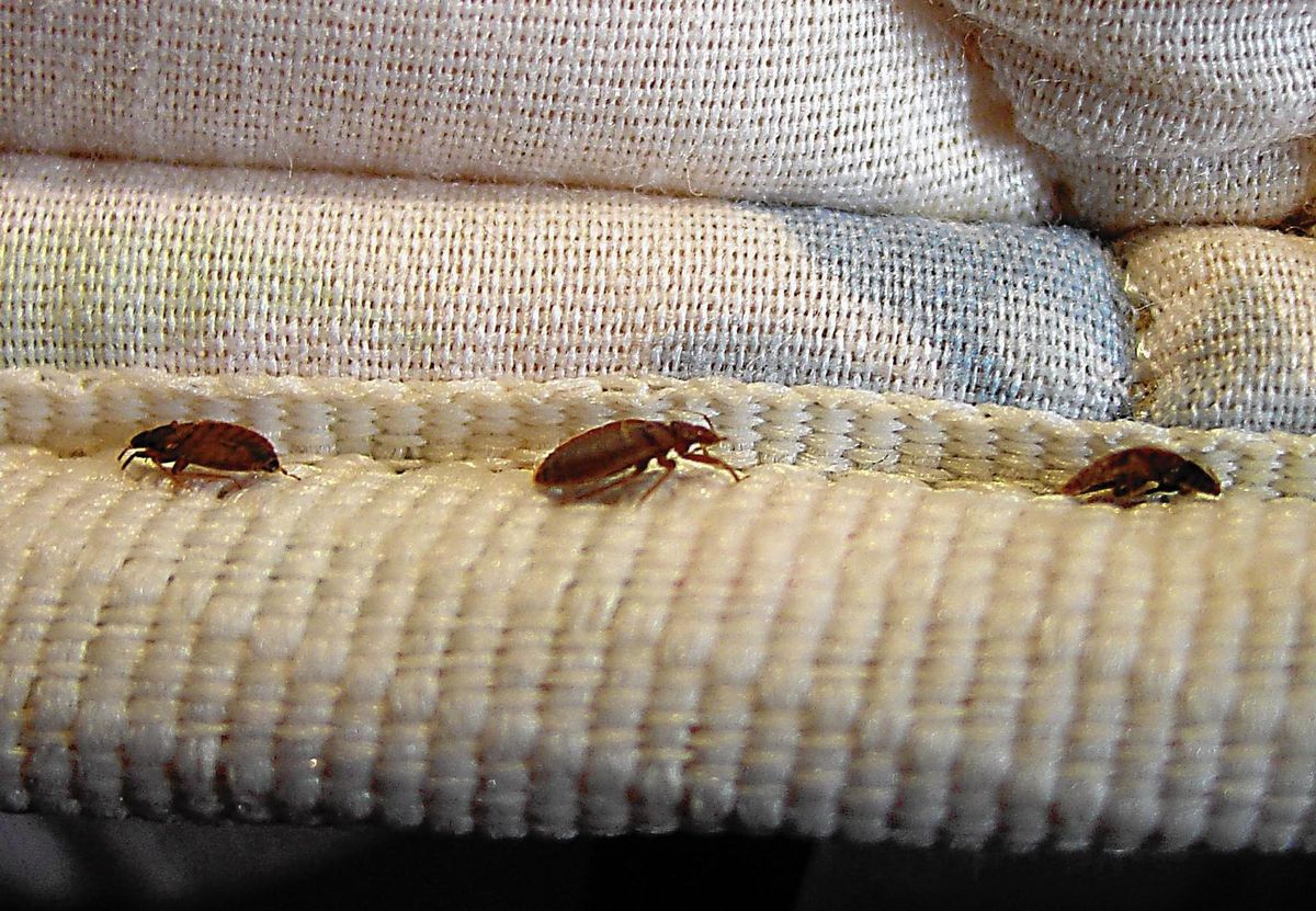 Detail Pic Of Bedbugs Nomer 38