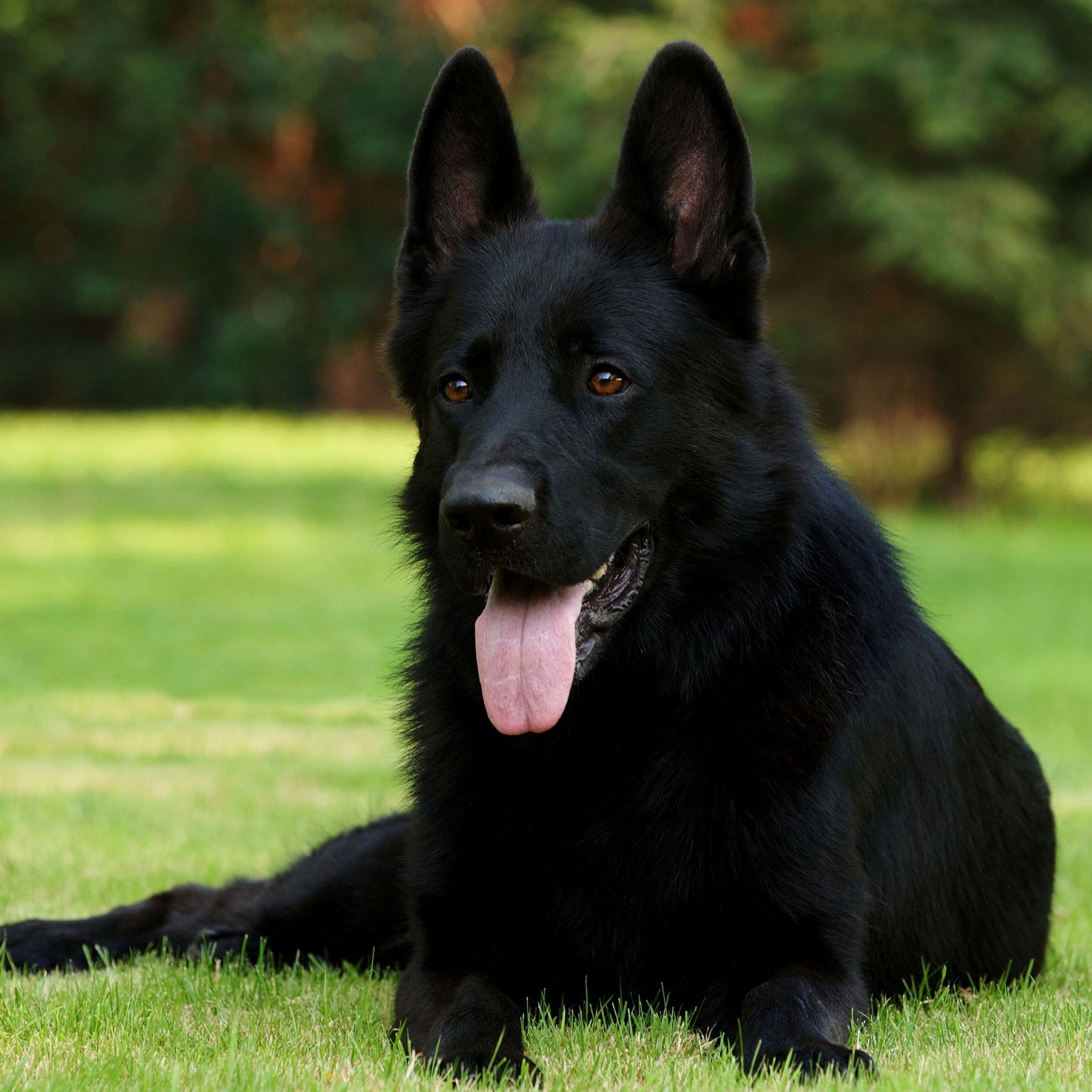 Detail Pic Of Black German Shepherd Nomer 11