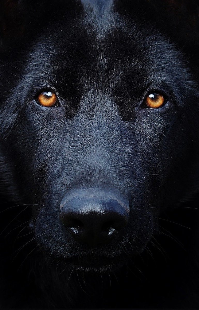 Detail Pic Of Black German Shepherd Nomer 13