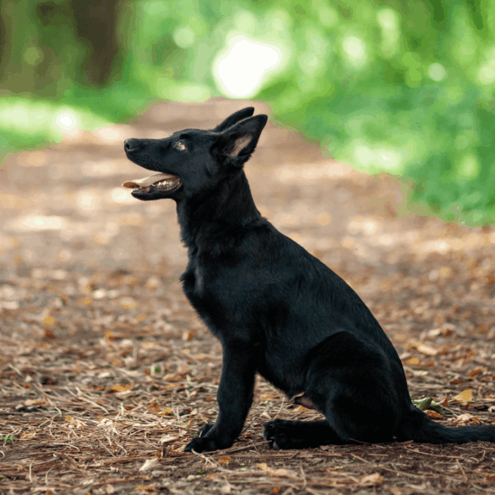 Detail Pic Of Black German Shepherd Nomer 28