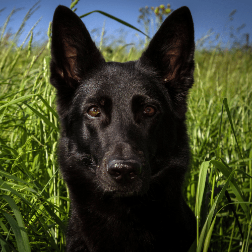 Detail Pic Of Black German Shepherd Nomer 6