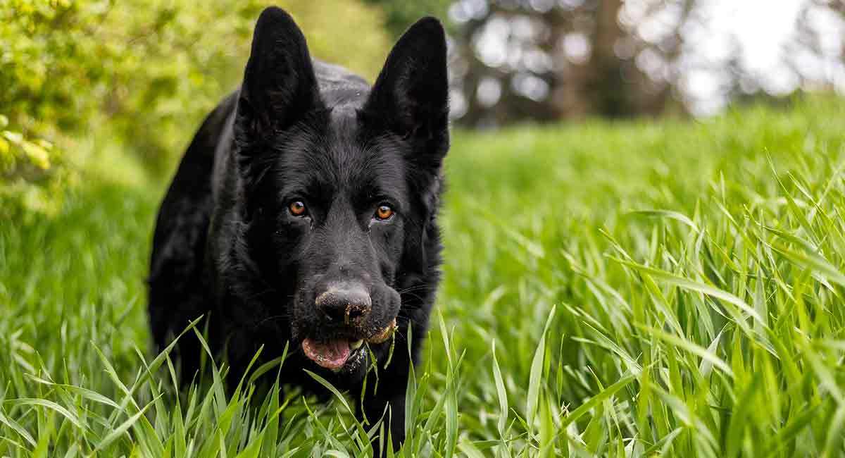 Detail Pic Of Black German Shepherd Nomer 7