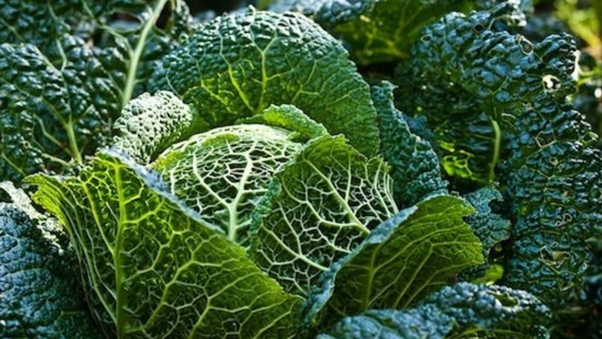 Detail Pic Of Cabbage Nomer 41