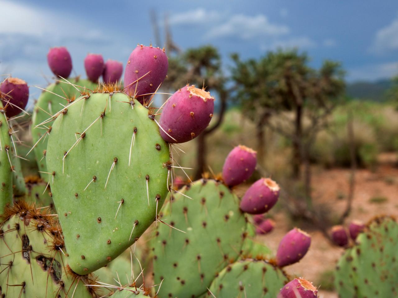 Detail Pic Of Cactus Nomer 20