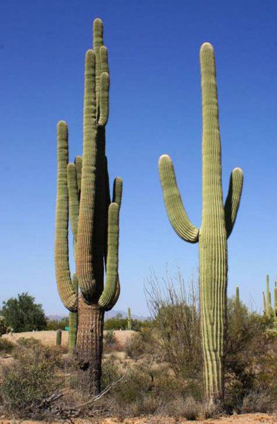 Detail Pic Of Cactus Nomer 27