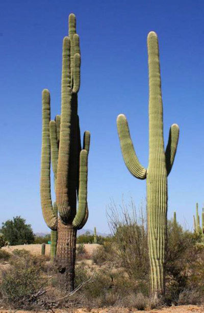 Detail Pic Of Cactus Nomer 27