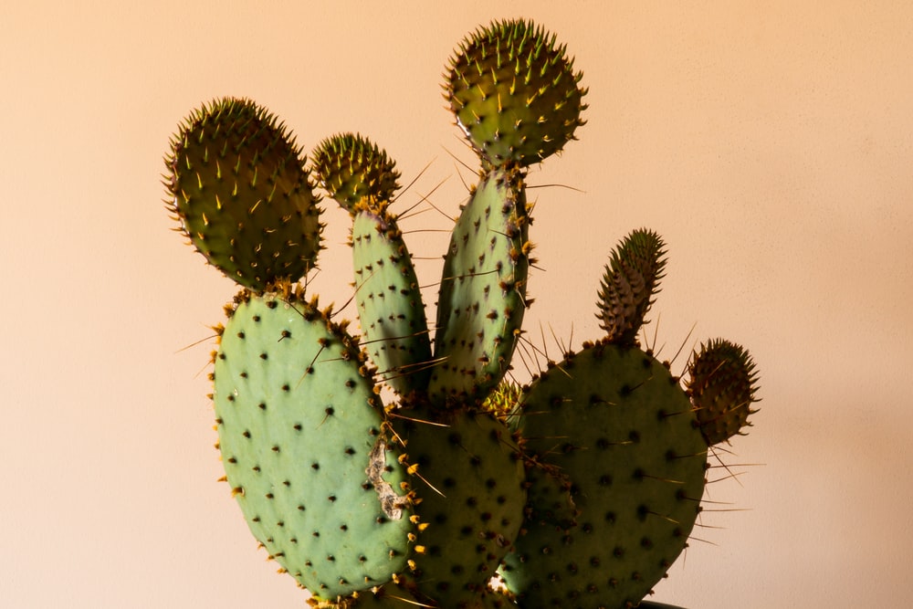 Detail Pic Of Cactus Nomer 35