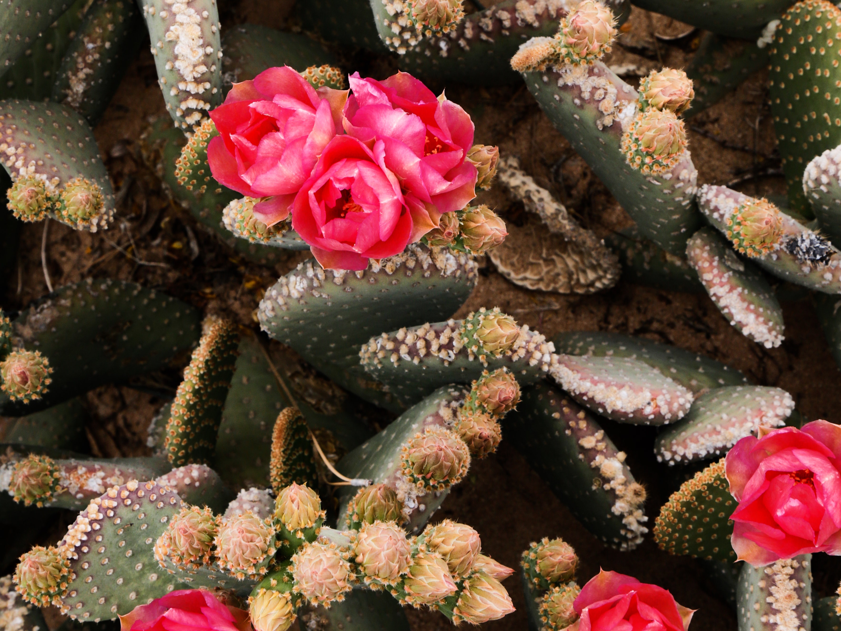 Detail Pic Of Cactus Nomer 52