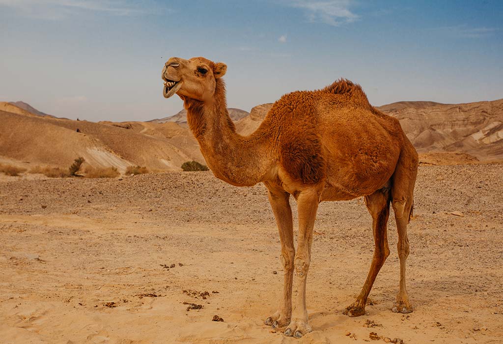 Detail Pic Of Camel Nomer 20