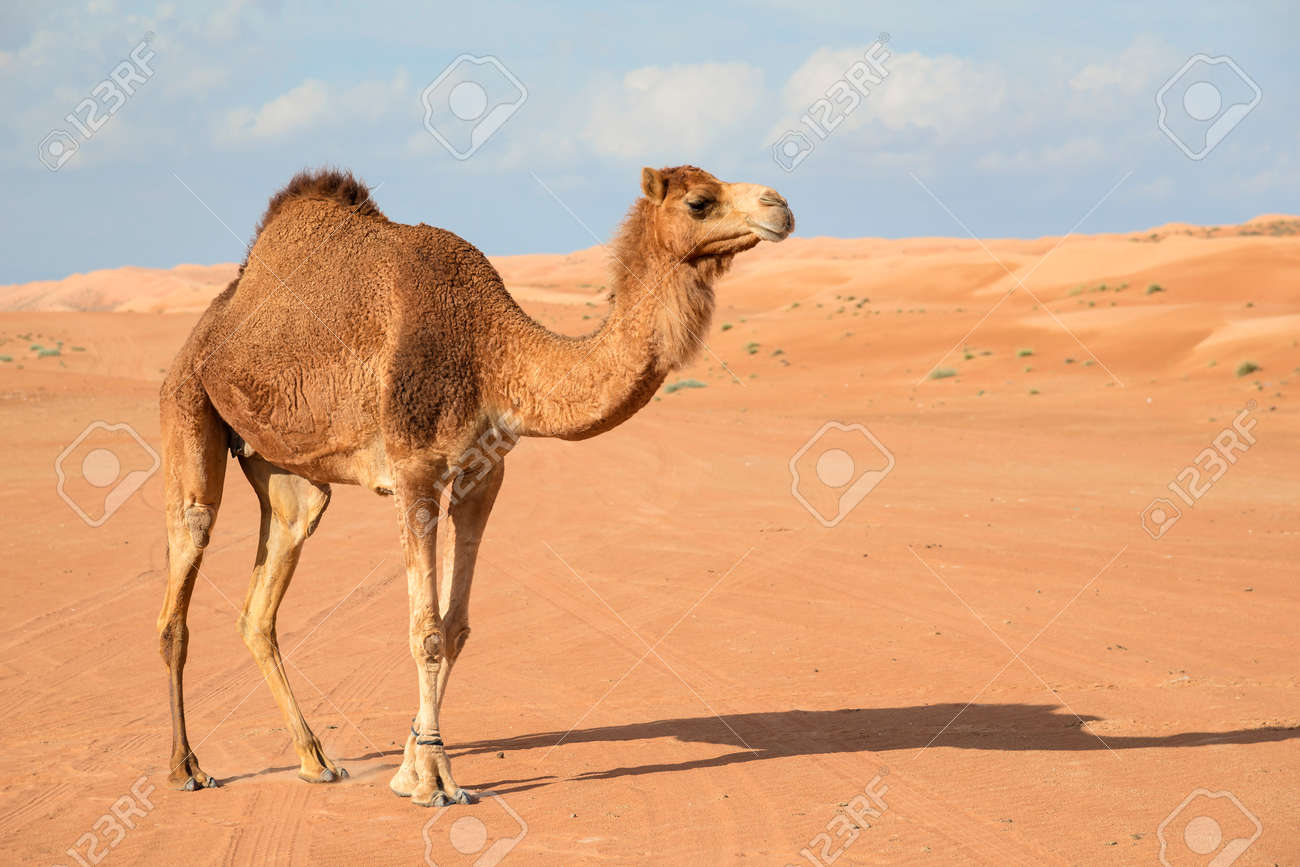Detail Pic Of Camel Nomer 24