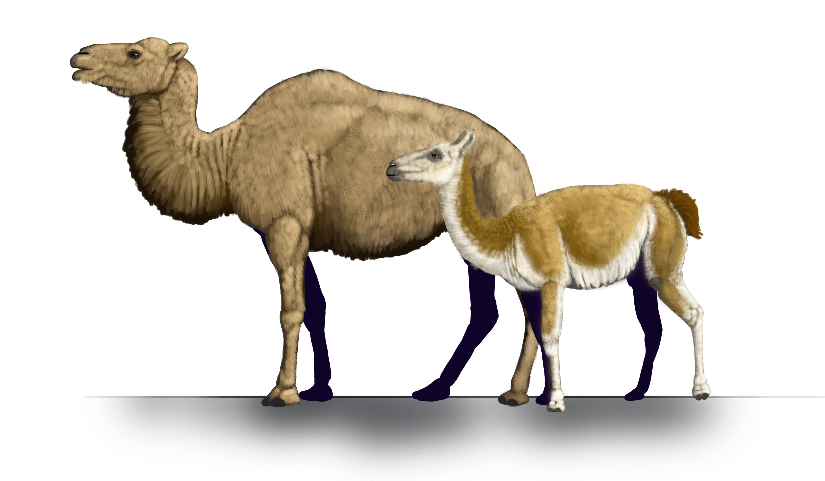 Detail Pic Of Camel Nomer 33