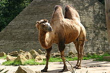 Detail Pic Of Camel Nomer 48