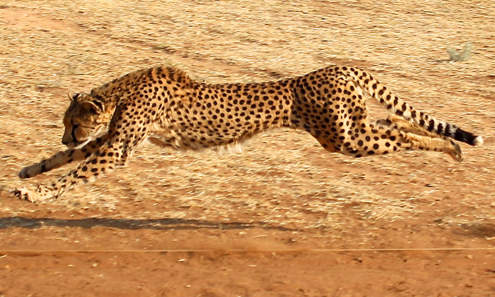 Detail Pic Of Cheetah Nomer 36