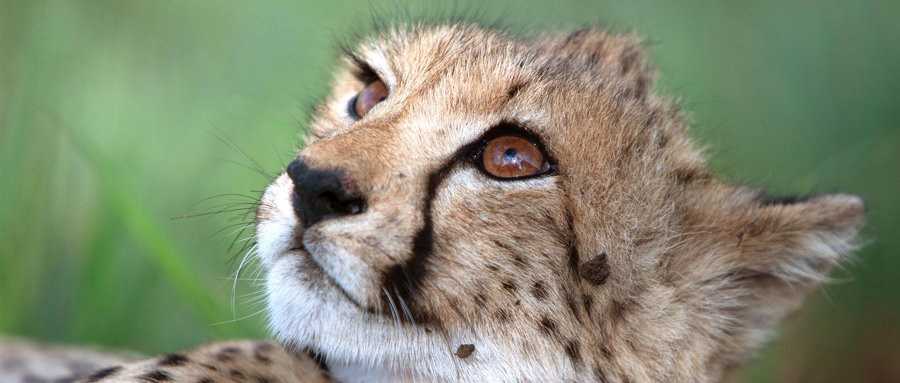 Detail Pic Of Cheetah Nomer 45