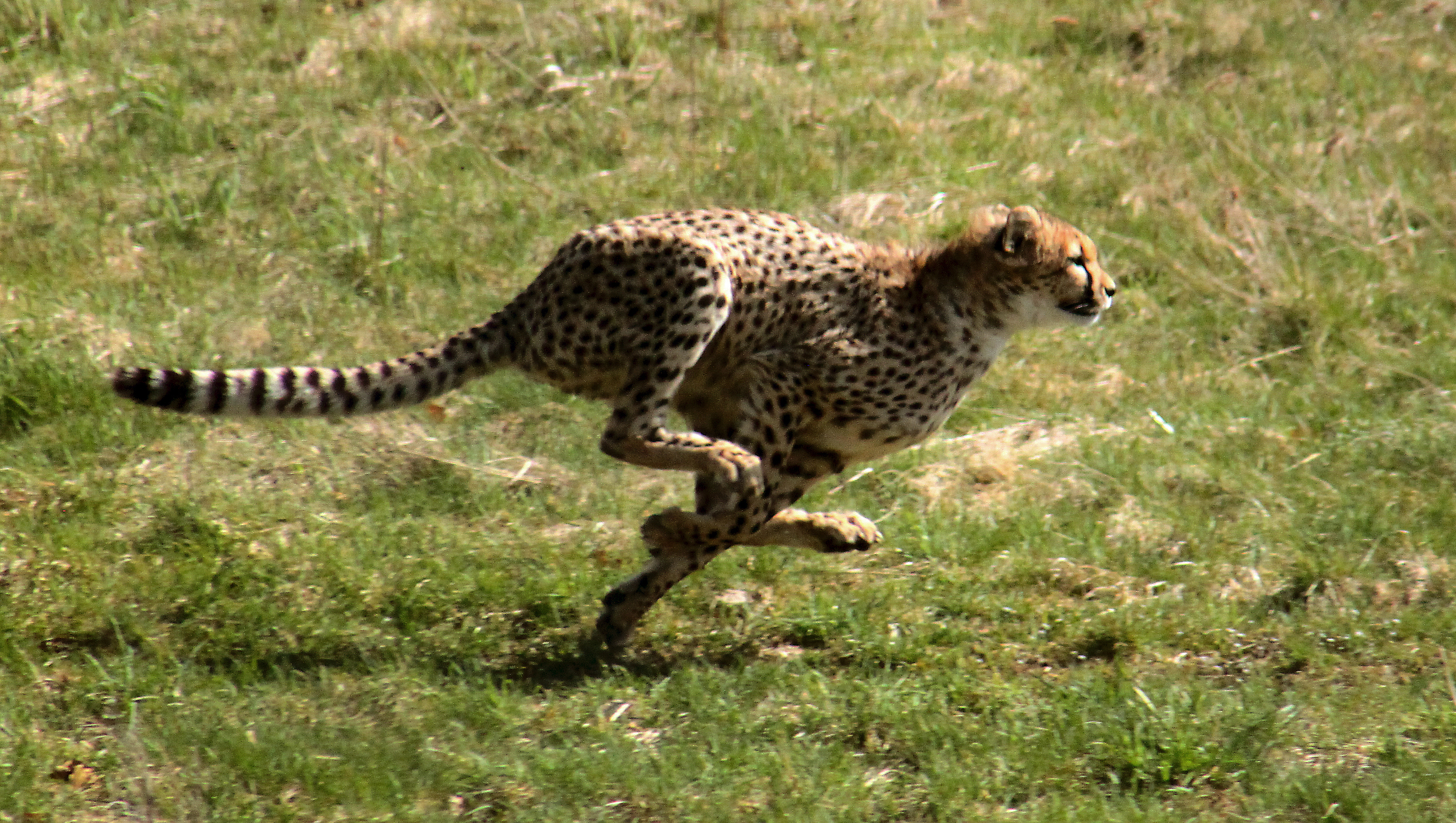 Detail Pic Of Cheetah Nomer 47