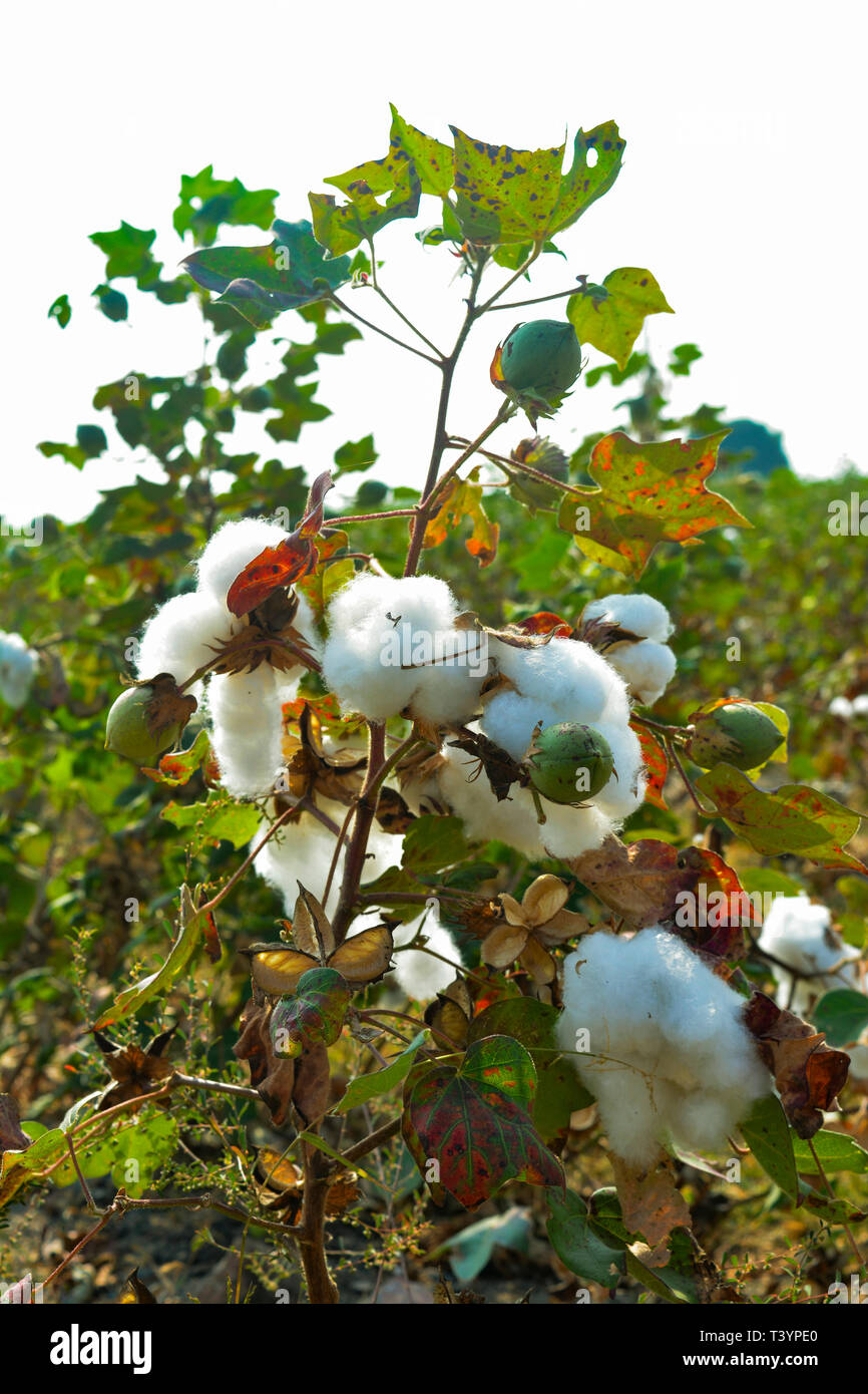 Detail Pic Of Cotton Plant Nomer 5