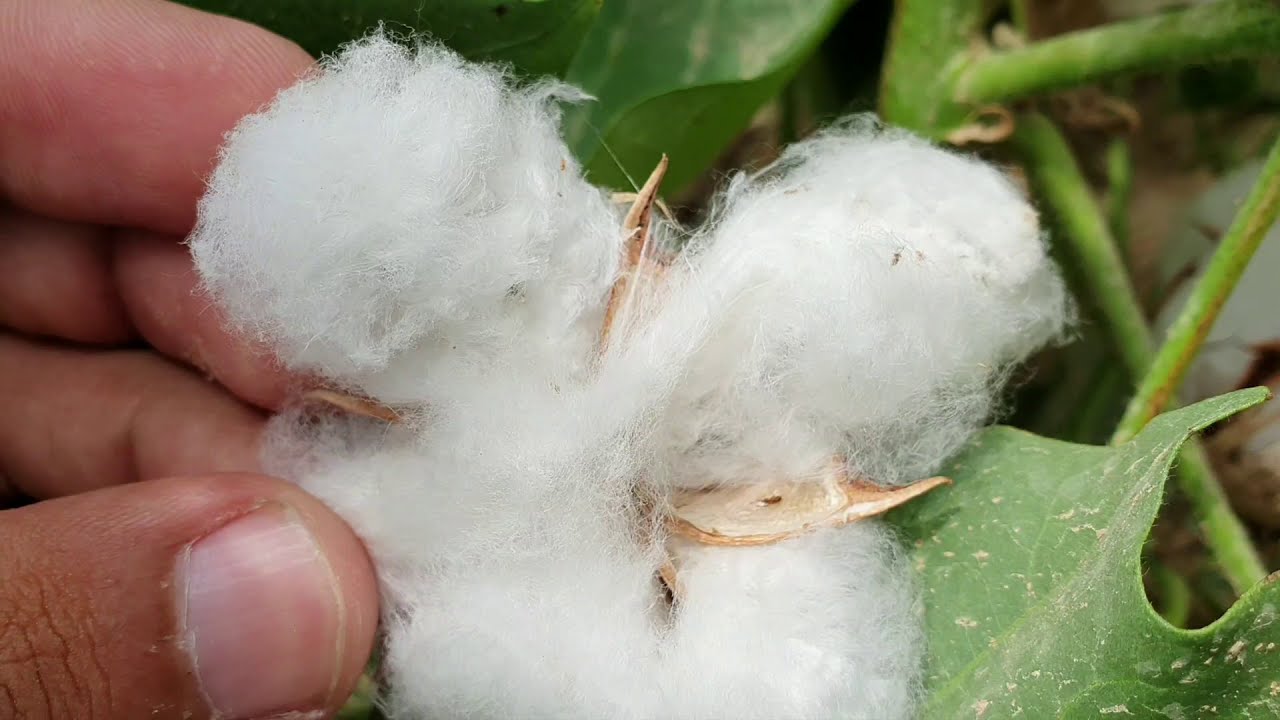 Detail Pic Of Cotton Plant Nomer 48