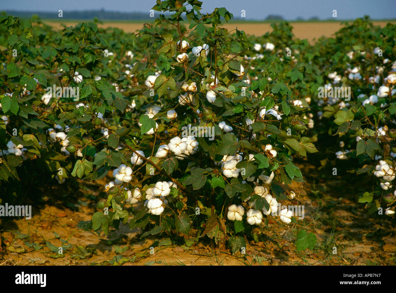 Detail Pic Of Cotton Plant Nomer 56